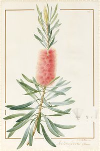 Metrosyderos Glauca, 1812 - Pierre Joseph Redouté